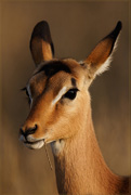 Buck