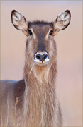 Buck