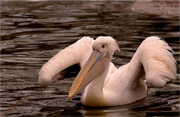 Pelican