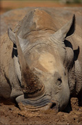 Rhino