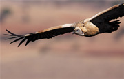 Vulture